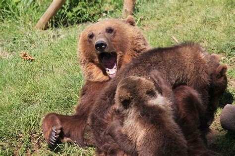 "New Bear park Bern, Switzerland" by eveline | Redbubble