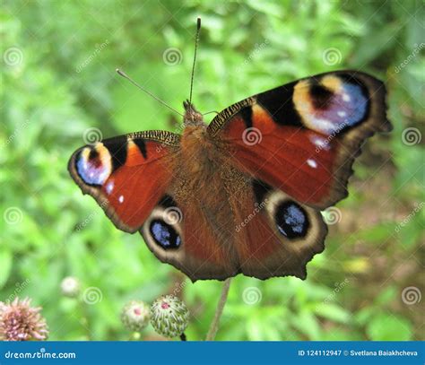 Macro Photo with Decorative Background Texture Fluffy Insect Butterfly with Velvet Colorful ...