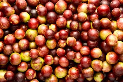 Camu Camu: What is it?, History, Cultivation, Nutritional Value, Uses ...