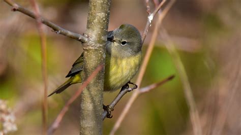 DSC_6740 Orange-crowned Warbler | AMelck | Flickr