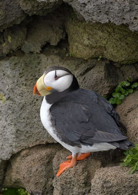 Horned Puffin In Alaska | Puffins bird, Pet birds, Puffin