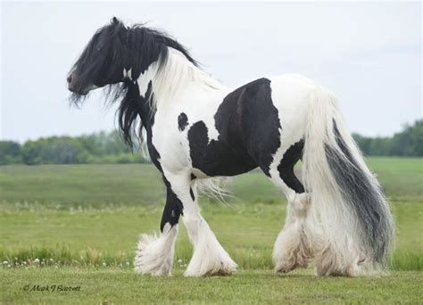 9 Beautiful, Rare and Unusual Horse Breeds - PetHelpful