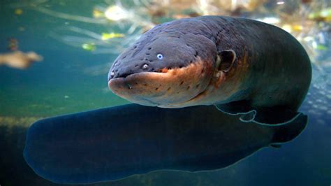 Shocking Electric Eel Facts - VELARIX