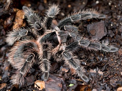 Lasiodora parahybana-Salmon Pink Bird Eater | My Monsters