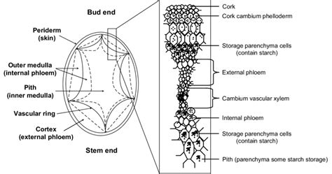 Schematic of cross section of a potato tuber. | Download Scientific Diagram