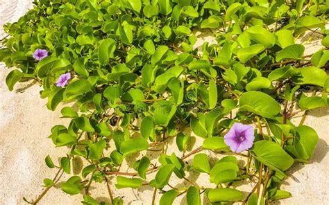Pink Purple Morning Glory Goats Foot Creeping Beach Flower Mexico Stock ...