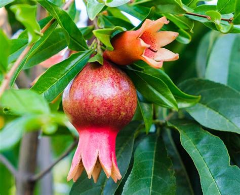 Add Pomegranate Flower To Your Daily Diet To Improve Your Health ...