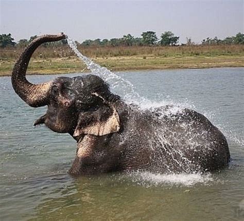 Elephant shower – Artofit