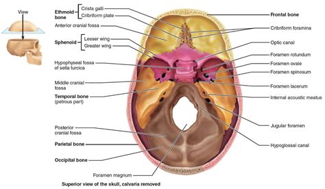 Temporal bone anatomy, parts of temporal bone & temporal bone fracture