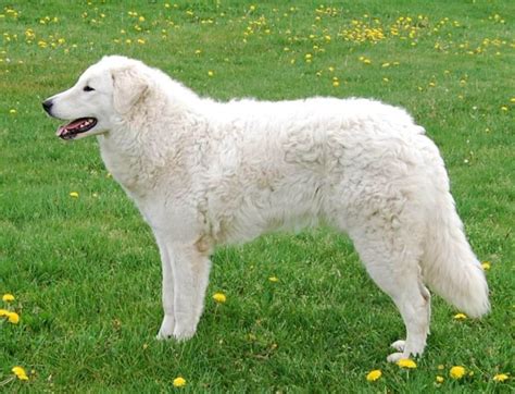 Kuvasz Dog Breed Information | DogExpress