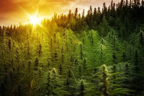 Legal Hemp In The USA: The 2018 Farm Bill & The Future Of US Hemp