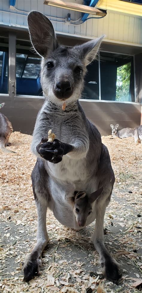 A bundle of joey! Meet our precious wallaroo and wallaby babies!