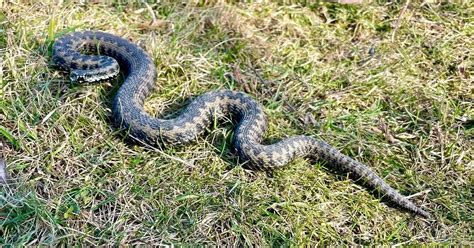 Large adder snake spotted at Mill Hill in Shoreham by local dog walker ...