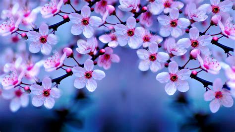 2560x1440 Resolution Cherry Blossom 1440P Resolution Wallpaper - Wallpapers Den