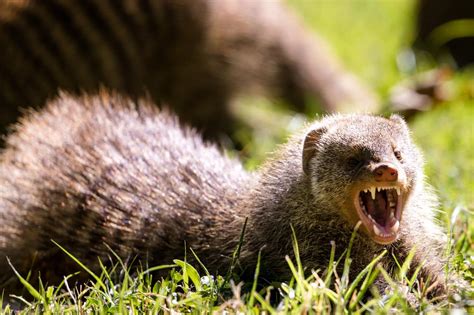 Types of Mongoose Species - Characteristics, Habitat, Diet & More ...