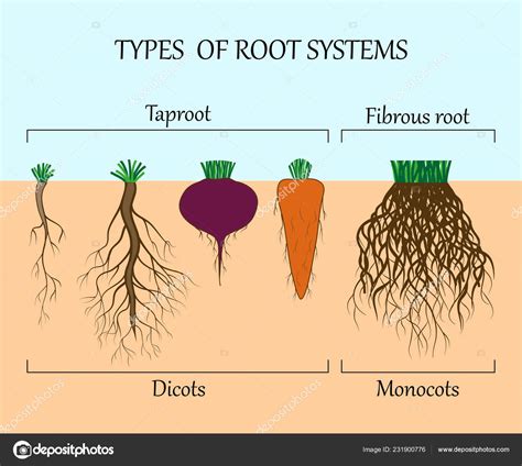 Plants With Fibrous Root System - modsihstory