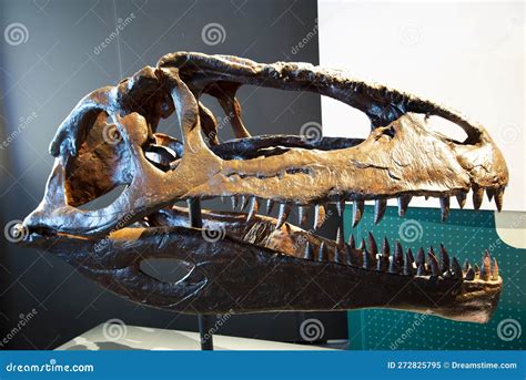 Giganotosaurus Dinosaur Skull Editorial Image - Image of epoch, remains: 272825795