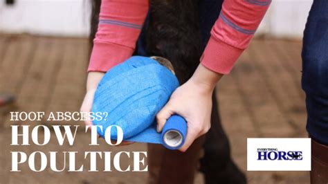 Hoof Abscess: Step by Step Guide on How to Poultice | Everything Horse