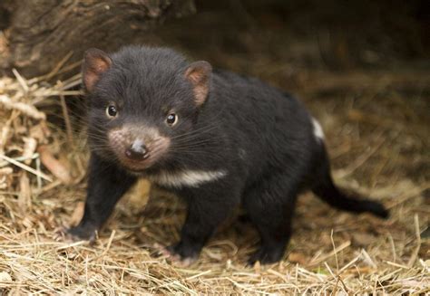 Cute Tasmanian devil baby : r/aww