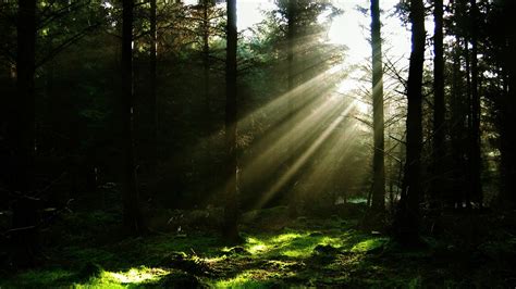 Forest Sun Rays wallpaper | nature and landscape | Wallpaper Better