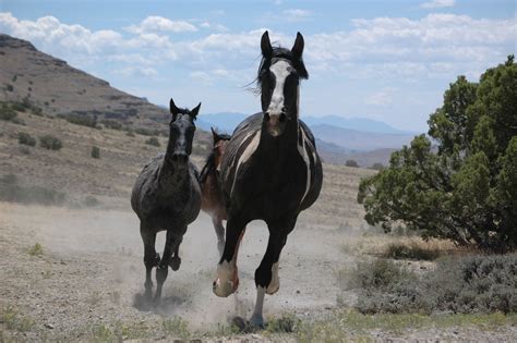 Wild Horses Running Free Stock Photo - Public Domain Pictures