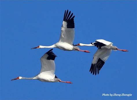 Siberian crane - Alchetron, The Free Social Encyclopedia