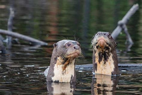 Giant Otter Size Comparison: Just How Big Do These River Monsters Get ...