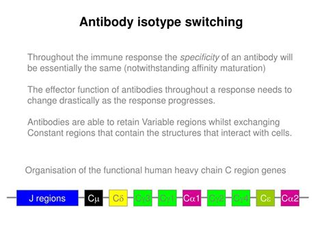 PPT - ISOTYPE SWITCH PowerPoint Presentation, free download - ID:5972749