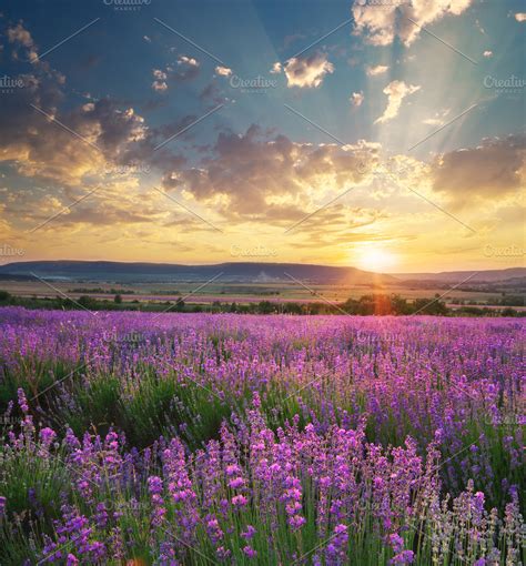 Meadow of lavender ~ Nature Photos ~ Creative Market