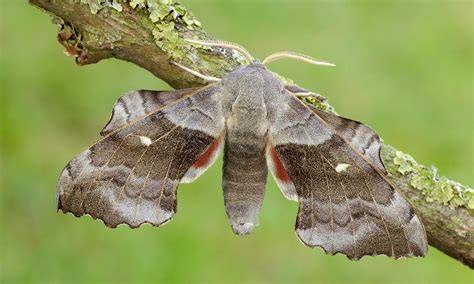 Masthead image | Hawk moth, Moth, Uk moths