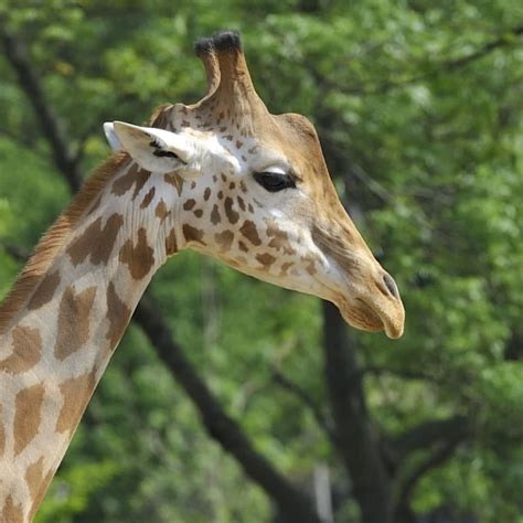 Kordofan Giraffe - Facts, Diet, Habitat & Pictures on Animalia.bio