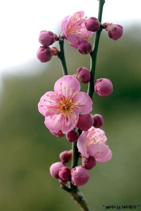 Plum Blossom, China | Pretty flowers, Flower photos, Flowers photography