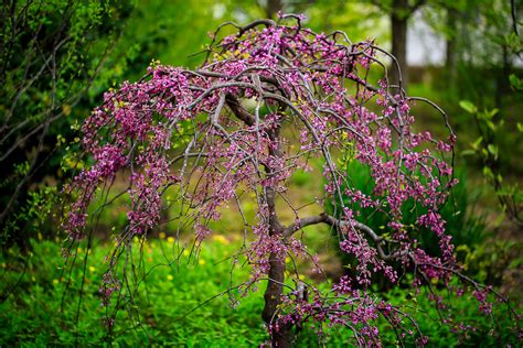 Memphis Botanic Garden - Mpachis Photography