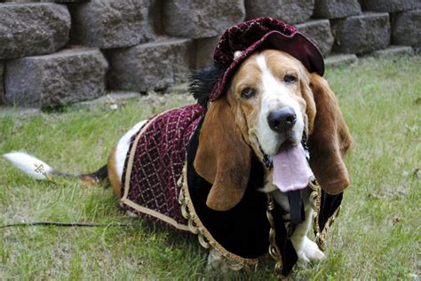 Unleash Your Pup's Inner King: Top 10 Renaissance Dog Costumes Reviewed and Ranked - Furry Folly