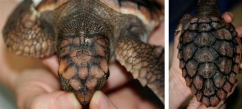 Identification by using unique patterns on head, carapace and plastron... | Download Scientific ...