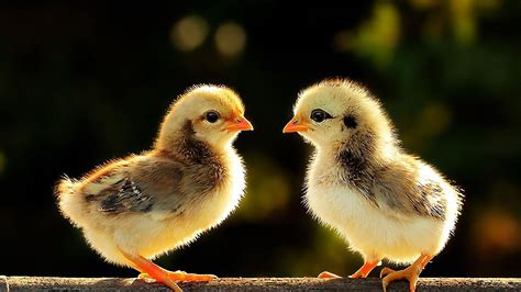 Baby Chicks Wallpaper (59+ images)