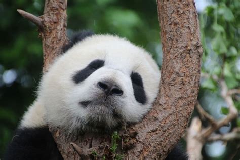 10 Interesting Facts About Pandas | Earth.Org