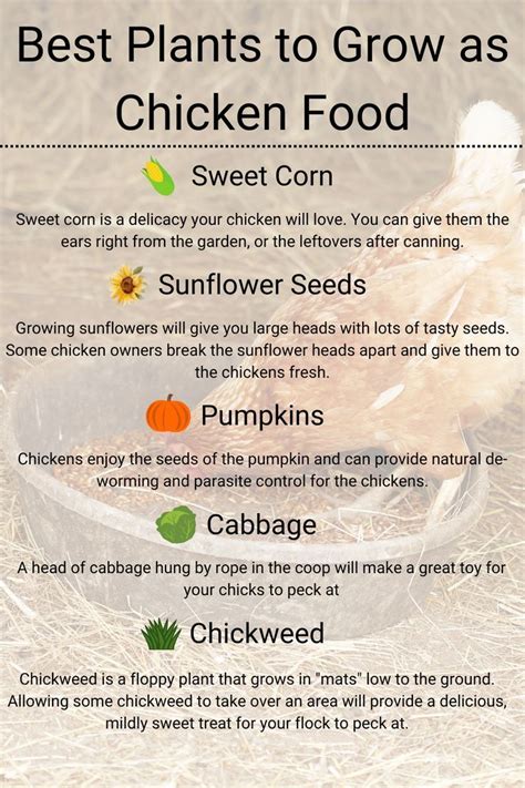 Simple chicken feed recipe diy chicken feed pet animal pet care chicken ...