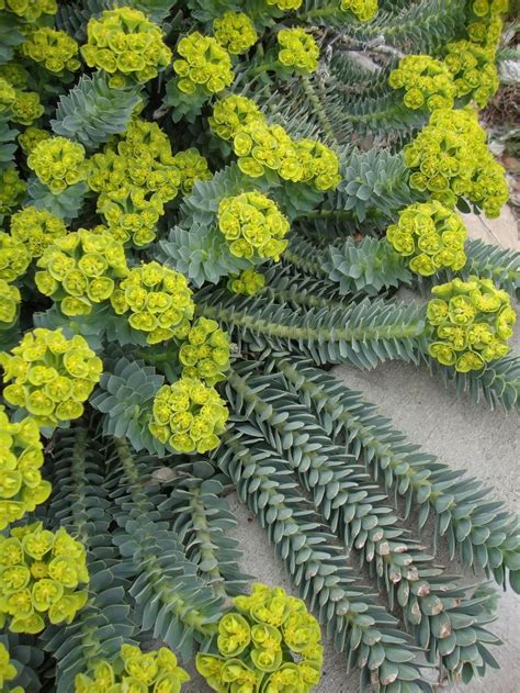 Euphorbias: Plant Care and Collection of Varieties - Garden.org ...