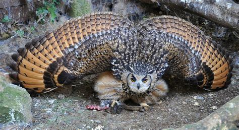 1 Western Burrowing Owl HD Wallpapers | Backgrounds - Wallpaper Abyss