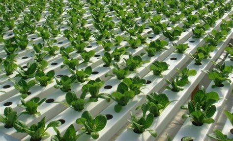 Hydroponics Farming Information guide | Agri Farming