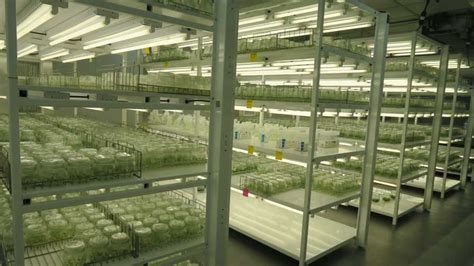 Florida Citrus Tissue Culture Lab Opens To Great Expectations - Growing ...