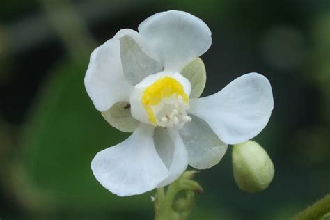 SAPINDACEAE | Pybio Paraguay Biodiversidad