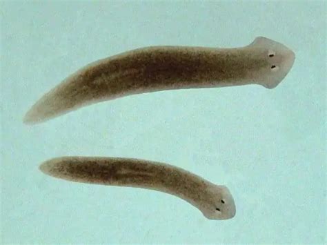 The breath of flatworms. How do flatworms breathe? - Science 2024