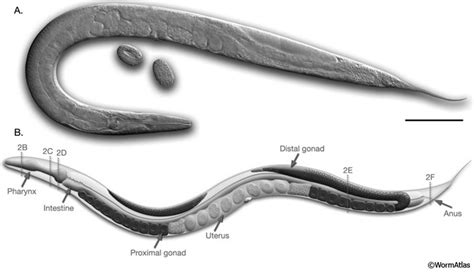 Reproductive system of free-living nematodes, A -General view (next to... | Download Scientific ...