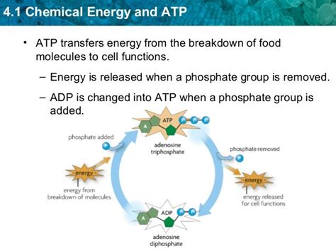 ATP, Photosynthesis & Cellular Respiration Notes