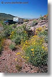 Death Valley Wildflowers 6d