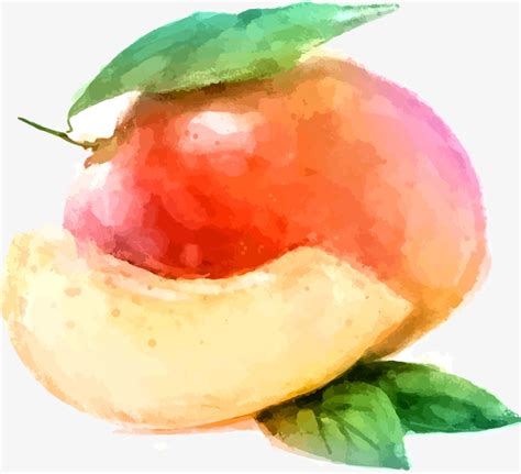 Watercolor Mango at GetDrawings | Free download