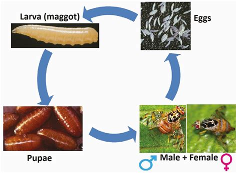 Mediterranean fruit fly lifecycle - Entomology Today