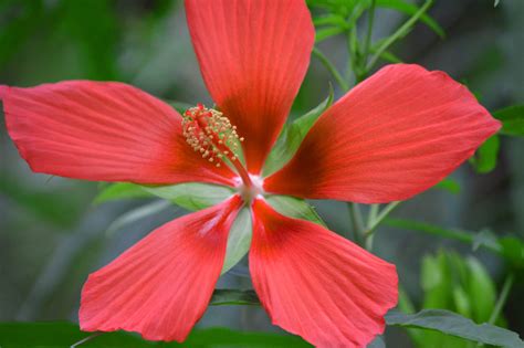 Swamp Mallow (Hibiscus coccineus): Hardy Native for Wet Soils